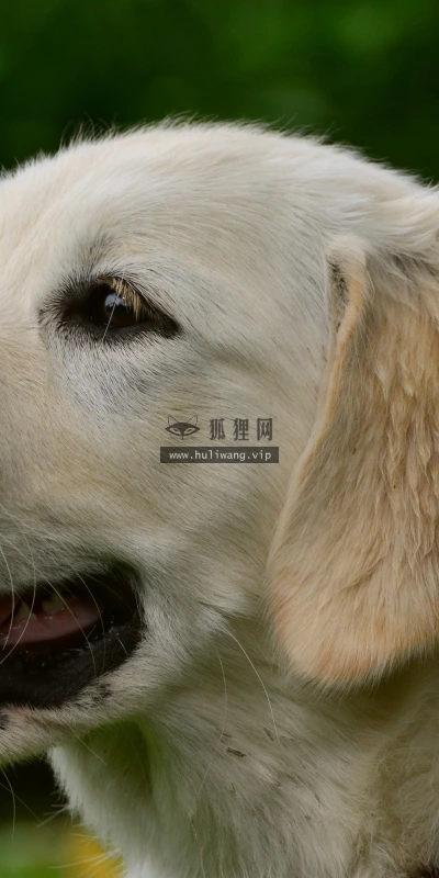 【11063】动物壁纸  2K 高清壁纸2560_1600@青蛙壁纸-笨猫小站