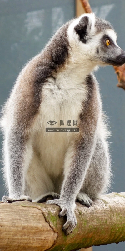 【11065】动物壁纸  2K 高清壁纸2560_1600@青蛙壁纸-笨猫小站