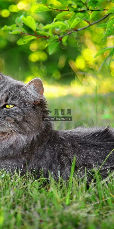 【11069】动物壁纸  2K 高清壁纸2560_1600@青蛙壁纸-笨猫小站