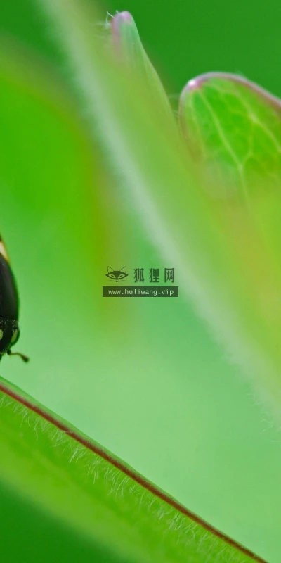 【11072】动物壁纸  2K 高清壁纸2560_1600@青蛙壁纸-笨猫小站