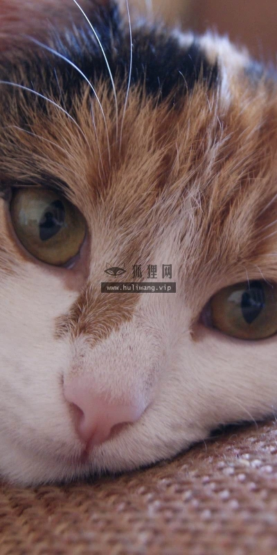 【11074】动物壁纸  2K 高清壁纸2560_1600@青蛙壁纸-笨猫小站