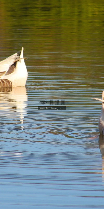 【11077】动物壁纸  2K 高清壁纸2560_1600@青蛙壁纸-笨猫小站