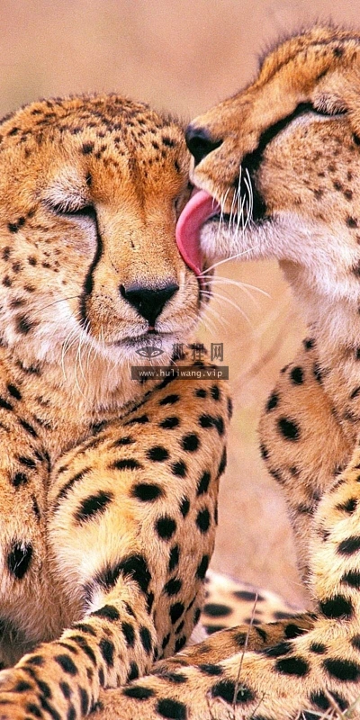 【11093】动物壁纸  2K 高清壁纸2560_1600@青蛙壁纸-笨猫小站