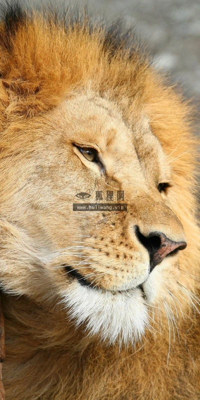 【11094】动物壁纸  2K 高清壁纸2560_1600@青蛙壁纸-笨猫小站