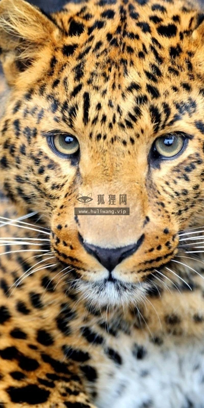 【11095】动物壁纸  2K 高清壁纸2560_1600@青蛙壁纸-笨猫小站