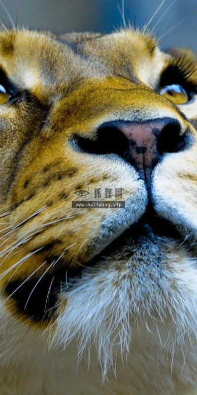 【11099】动物壁纸  2K 高清壁纸2560_1600@青蛙壁纸-笨猫小站