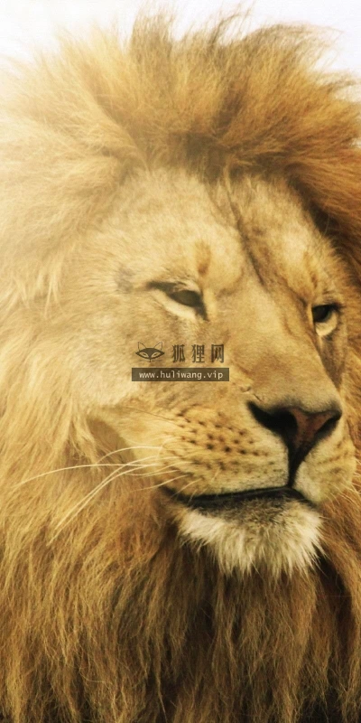 【11100】动物壁纸  2K 高清壁纸2560_1600@青蛙壁纸-笨猫小站