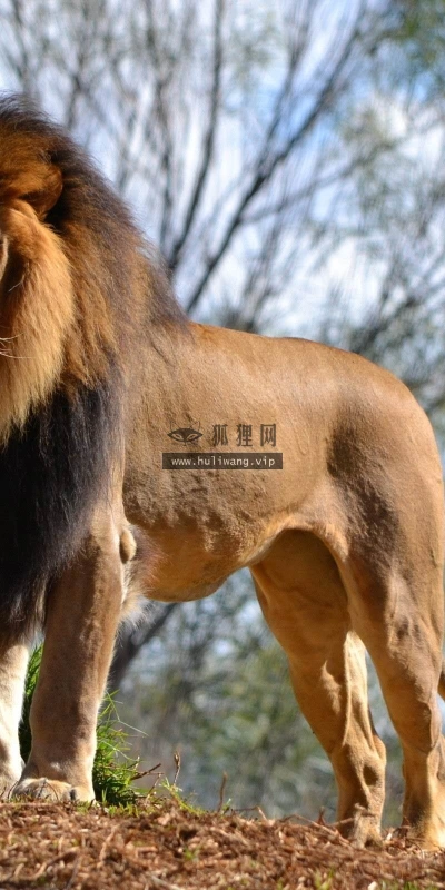 【11103】动物壁纸  2K 高清壁纸2560_1600@青蛙壁纸-笨猫小站