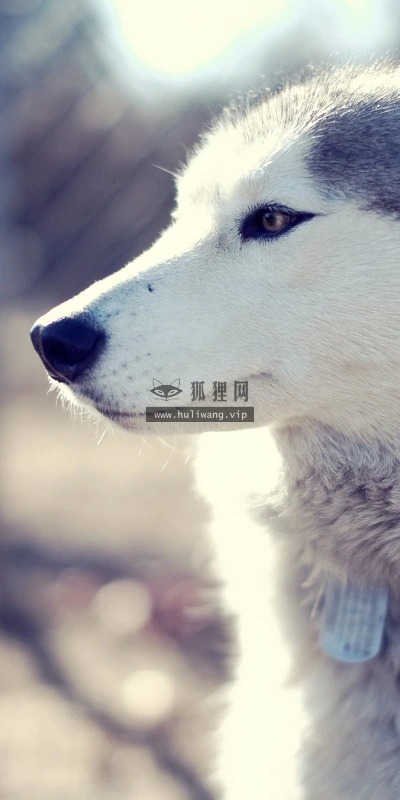 【11115】动物壁纸  2K 高清壁纸2560_1600@青蛙壁纸-笨猫小站