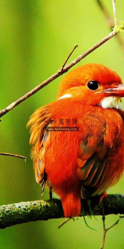 【11120】动物壁纸  2K 高清壁纸2560_1600@青蛙壁纸-笨猫小站