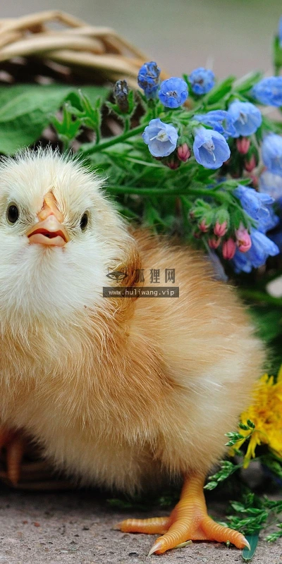 【11123】动物壁纸  2K 高清壁纸2560_1600@青蛙壁纸-笨猫小站