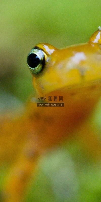 【11126】动物壁纸  2K 高清壁纸2560_1600@青蛙壁纸-笨猫小站