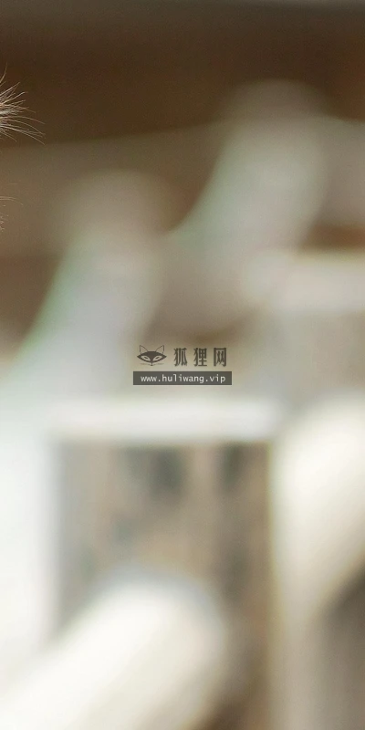 【11129】动物壁纸  2K 高清壁纸2560_1600@青蛙壁纸-笨猫小站