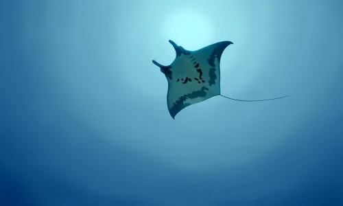 【11139】动物壁纸  2K 高清壁纸2560_1600@青蛙壁纸-笨猫小站
