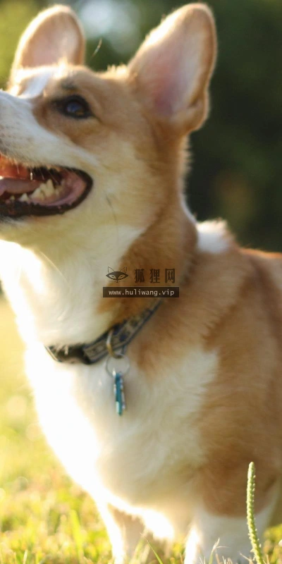 【11140】动物壁纸  2K 高清壁纸2560_1600@青蛙壁纸-笨猫小站