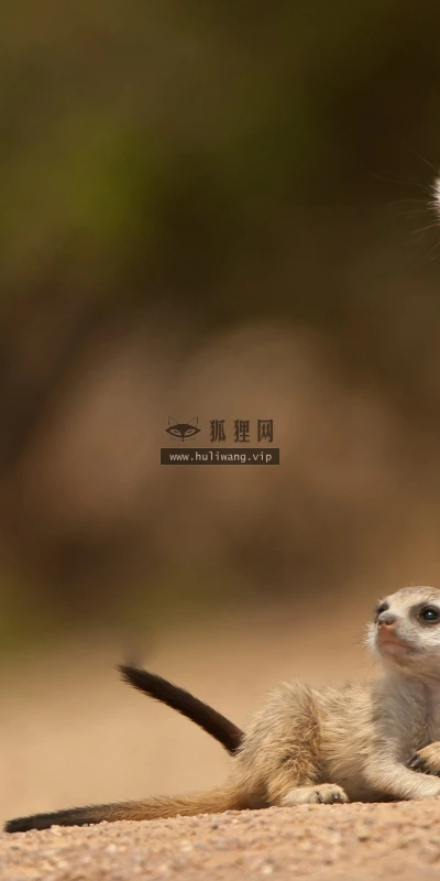 【11147】动物壁纸  2K 高清壁纸2560_1600@青蛙壁纸-笨猫小站