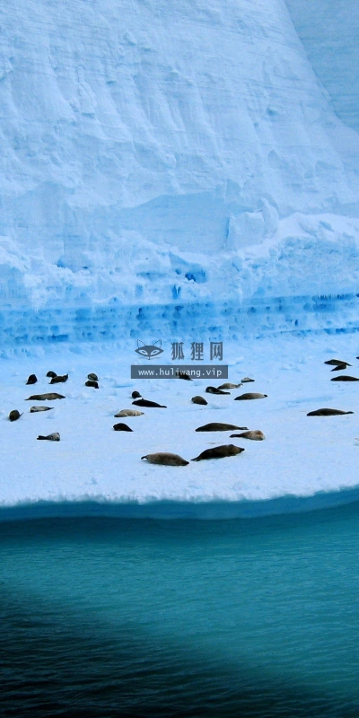 【11148】动物壁纸  2K 高清壁纸2560_1600@青蛙壁纸-笨猫小站