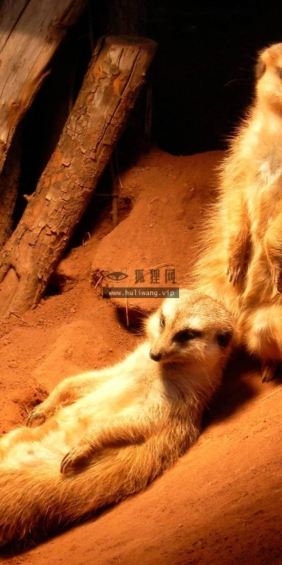 【11155】动物壁纸  2K 高清壁纸2560_1600@青蛙壁纸-笨猫小站