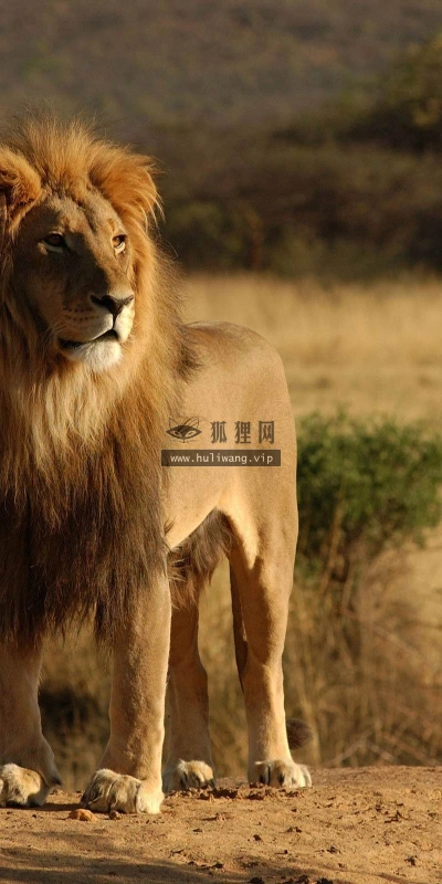 【11159】动物壁纸  2K 高清壁纸2560_1600@青蛙壁纸-笨猫小站