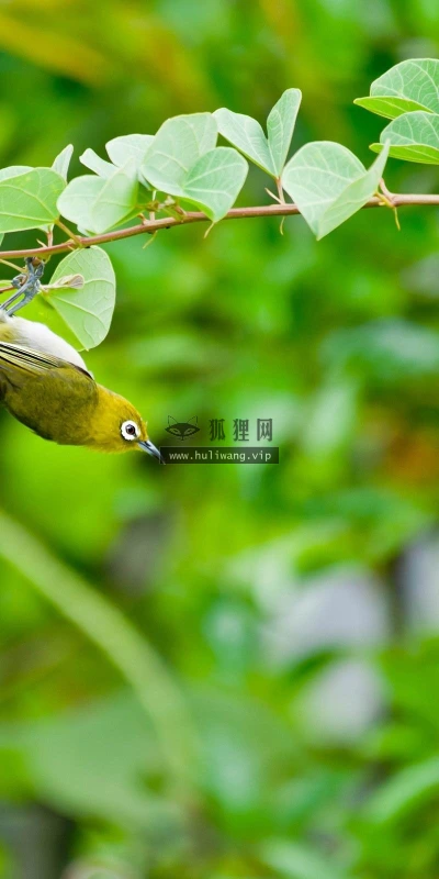 【11163】动物壁纸  2K 高清壁纸2560_1600@青蛙壁纸-笨猫小站