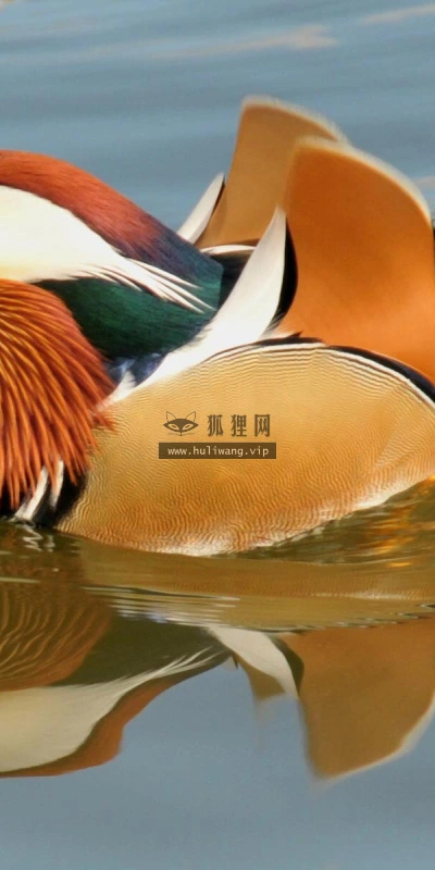 【11164】动物壁纸  2K 高清壁纸2560_1600@青蛙壁纸-笨猫小站