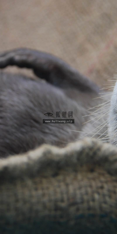 【11169】动物壁纸  2K 高清壁纸2560_1600@青蛙壁纸-笨猫小站