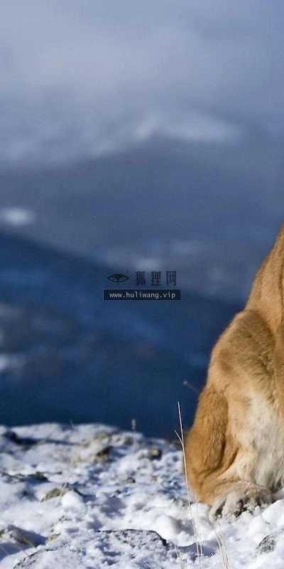 【11171】动物壁纸  2K 高清壁纸2560_1600@青蛙壁纸-笨猫小站