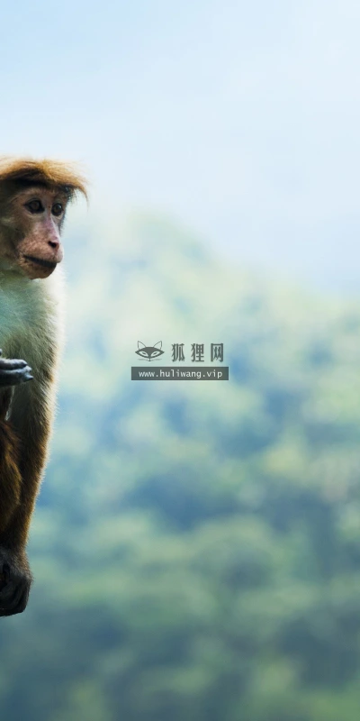 【11177】动物壁纸  2K 高清壁纸2560_1600@青蛙壁纸-笨猫小站