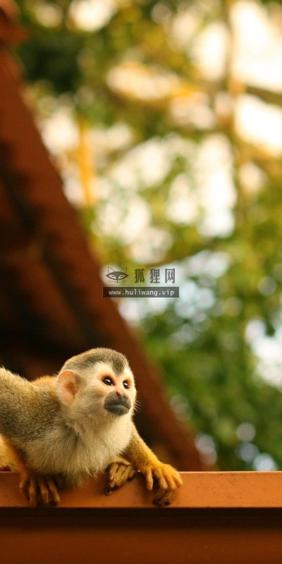 【11180】动物壁纸  2K 高清壁纸2560_1600@青蛙壁纸-笨猫小站