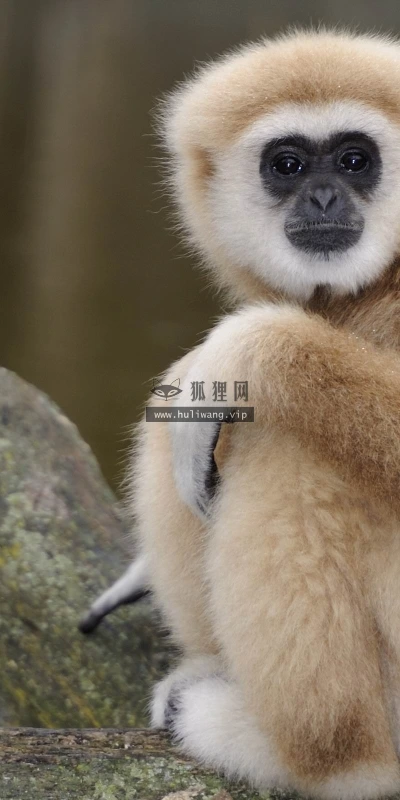 【11187】动物壁纸  2K 高清壁纸2560_1600@青蛙壁纸-笨猫小站