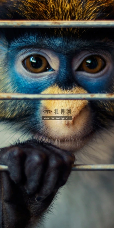 【11188】动物壁纸  2K 高清壁纸2560_1600@青蛙壁纸-笨猫小站