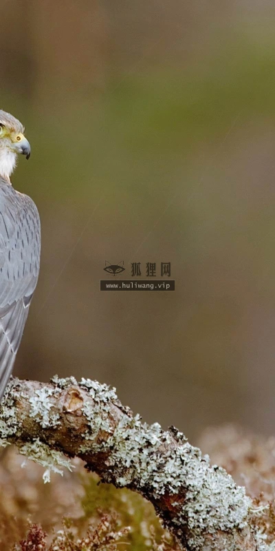 【11189】动物壁纸  2K 高清壁纸2560_1600@青蛙壁纸-笨猫小站