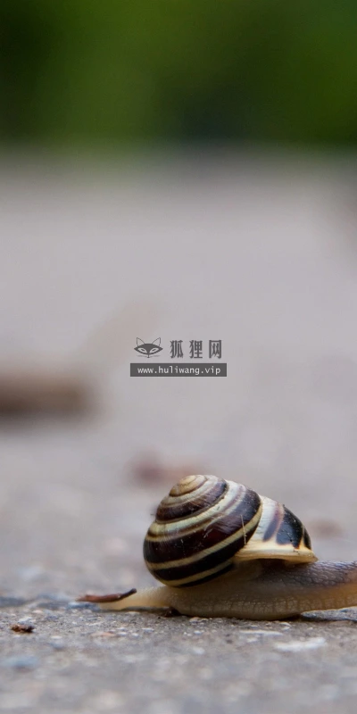 【11191】动物壁纸  2K 高清壁纸2560_1600@青蛙壁纸-笨猫小站