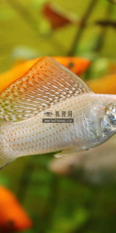 【11192】动物壁纸  2K 高清壁纸2560_1600@青蛙壁纸-笨猫小站