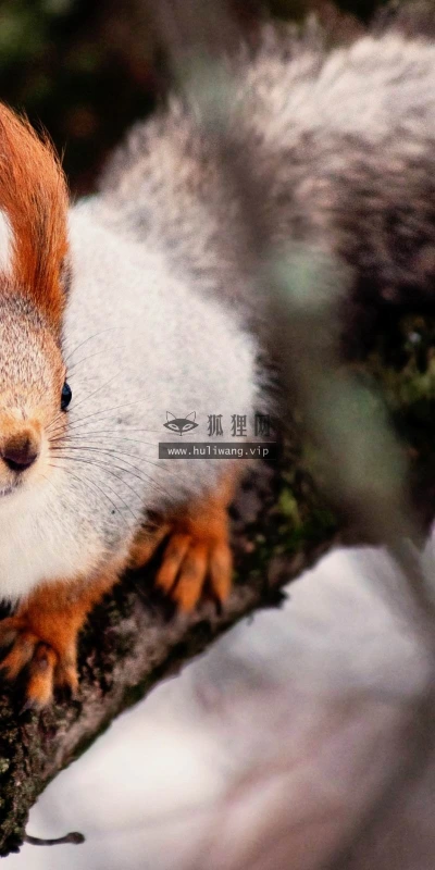 【11193】动物壁纸  2K 高清壁纸2560_1600@青蛙壁纸-笨猫小站
