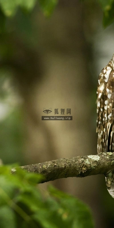 【11209】动物壁纸  2K 高清壁纸2560_1600@青蛙壁纸-笨猫小站