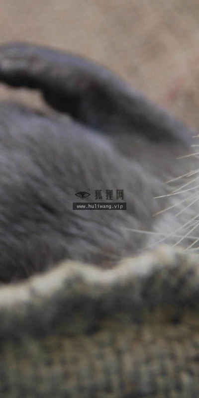 【11213】动物壁纸  2K 高清壁纸2560_1600@青蛙壁纸-笨猫小站
