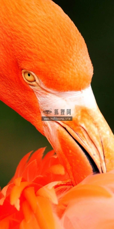 【11214】动物壁纸  2K 高清壁纸2560_1600@青蛙壁纸-笨猫小站
