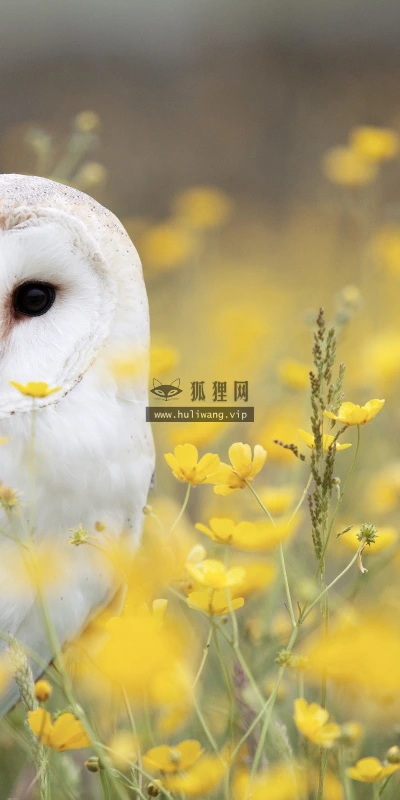 【11218】动物壁纸  2K 高清壁纸2560_1600@青蛙壁纸-笨猫小站