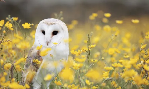 【11218】动物壁纸  2K 高清壁纸2560_1600@青蛙壁纸-笨猫小站