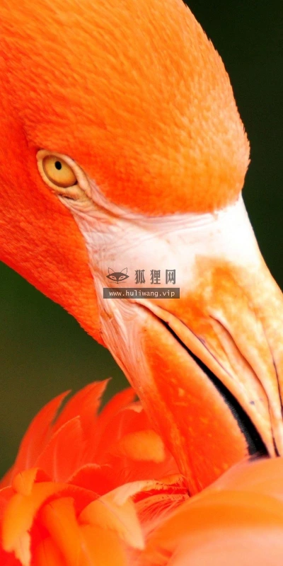 【11222】动物壁纸  2K 高清壁纸2560_1600@青蛙壁纸-笨猫小站