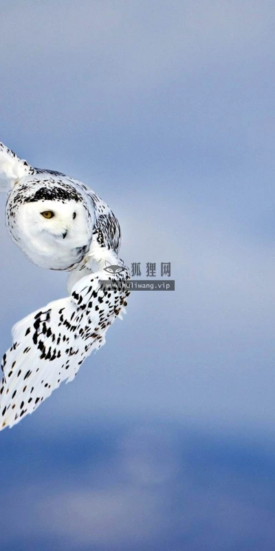 【11223】动物壁纸  2K 高清壁纸2560_1600@青蛙壁纸-笨猫小站