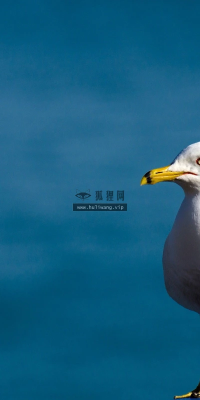 【11224】动物壁纸  2K 高清壁纸2560_1600@青蛙壁纸-笨猫小站