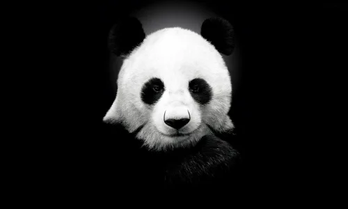 【11229】动物壁纸  2K 高清壁纸2560_1600@青蛙壁纸-笨猫小站