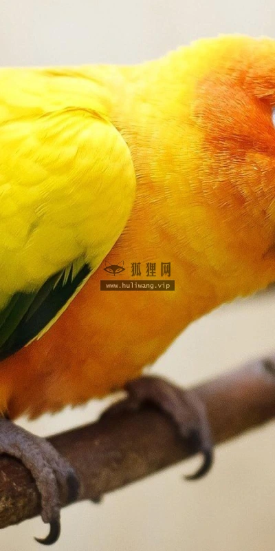 【11232】动物壁纸  2K 高清壁纸2560_1600@青蛙壁纸-笨猫小站