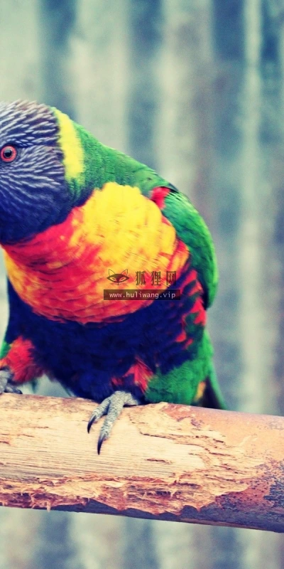 【11236】动物壁纸  2K 高清壁纸2560_1600@青蛙壁纸-笨猫小站