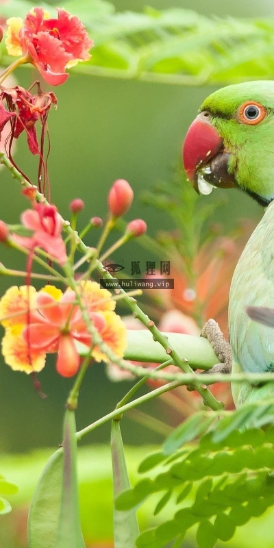 【11242】动物壁纸  2K 高清壁纸2560_1600@青蛙壁纸-笨猫小站