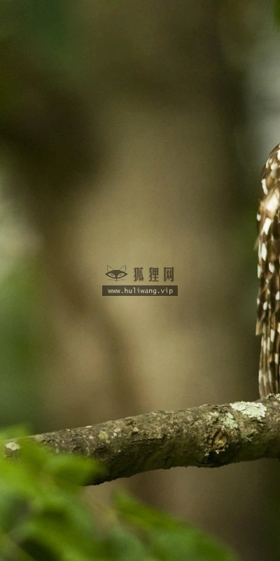 【11244】动物壁纸  2K 高清壁纸2560_1600@青蛙壁纸-笨猫小站