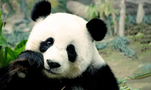 【11247】动物壁纸  2K 高清壁纸2560_1600@青蛙壁纸-笨猫小站