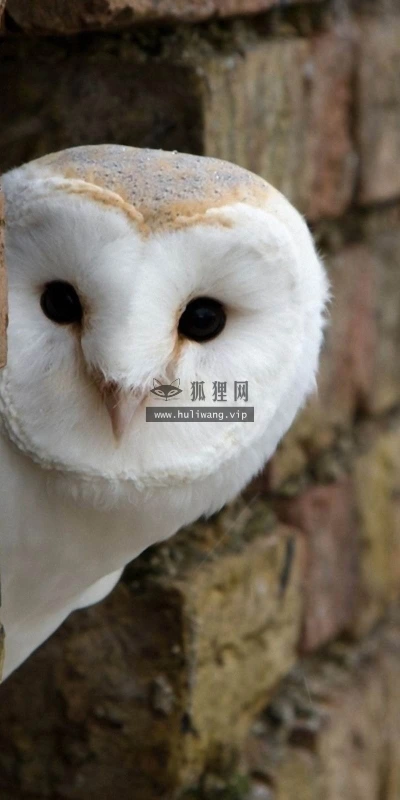【11254】动物壁纸  2K 高清壁纸2560_1600@青蛙壁纸-笨猫小站